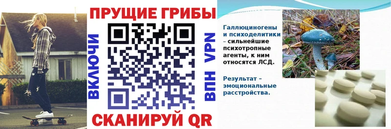 Купить закладки  Буй  Галлюциногенные грибы Psilocybine cubensis 